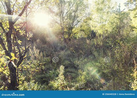 Forest Vegetation In Bright Sunlight The Beauty Of Nature And The