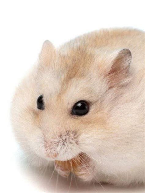 10 Incredible Hamster Facts Az Animals