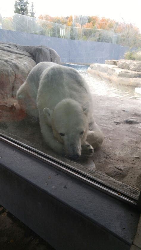 Toronto Zoo Polar Bear Animals Animales Animaux Animal Animais