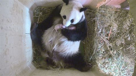Süßes Trio Panda Zwillinge Im Wiener Tierpark Schönbrunn Geboren