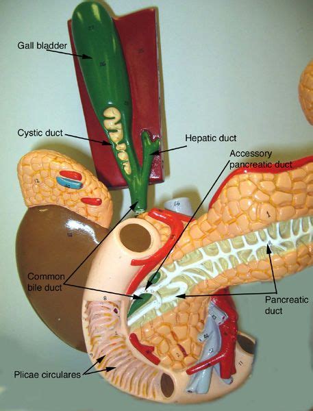 New Page 1 Medical Anatomy Basic Anatomy And Physiology Anatomy