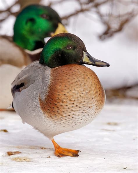 Bird Hybrids Mallard X Eurasian Teal