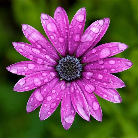 Wet Flower Wet Flowers Plant Photography Flowers