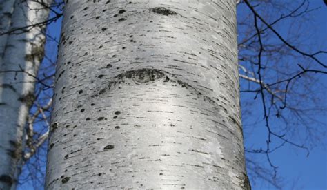 12 Popular Types Of Birch Trees Identification Guide Houmse 2022