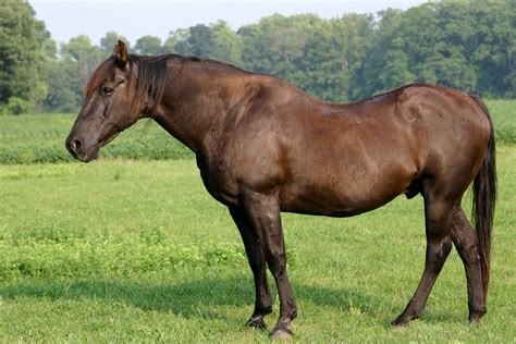 Understanding Your Gelding And Using Common Sense When Cleaning His