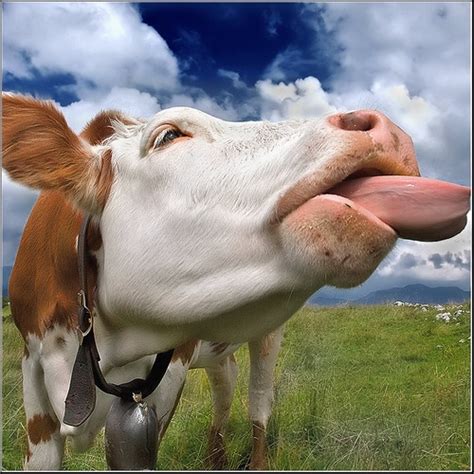 Love Cows Myself Pinterest