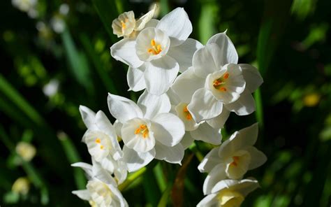 Narcissus Flower Hd Wallpaper Best Flower Site