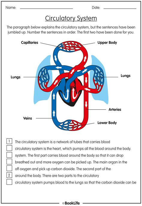 The Circulatory System Activity Sheet Booklife