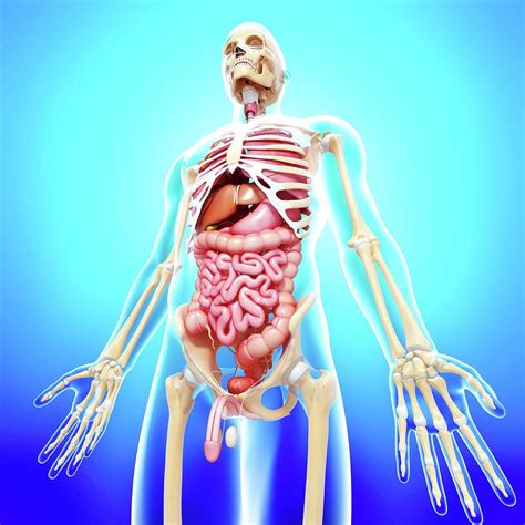 Anatomy Of A Man Organs ~ Organs Umano Organi Nervous Organ Lymphatic