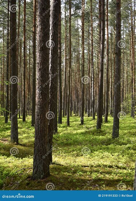 Green Refreshing And Relaxing Spring Landscape In The Forest Stock
