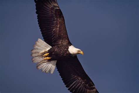 Eagle Animal Stock Photos Kimballstock