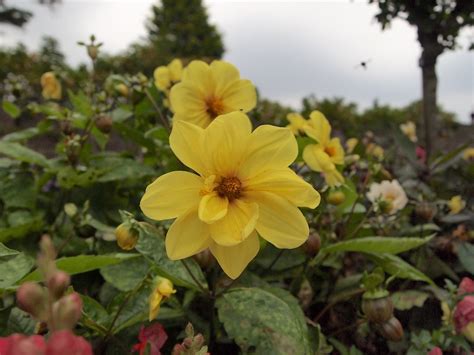Yellow Dahlia Cindy Maddera Flickr