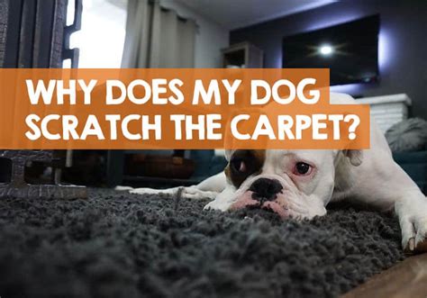 Why Do Dogs Scratch The Carpet Reasons And Fixes
