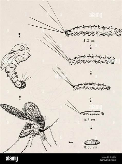 Sand Fly Life Cycle
