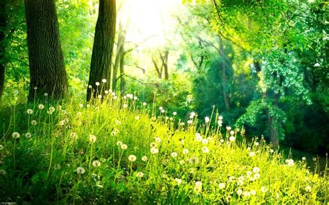 Hd Spring Forest Wallpapers Wallpaper Cave