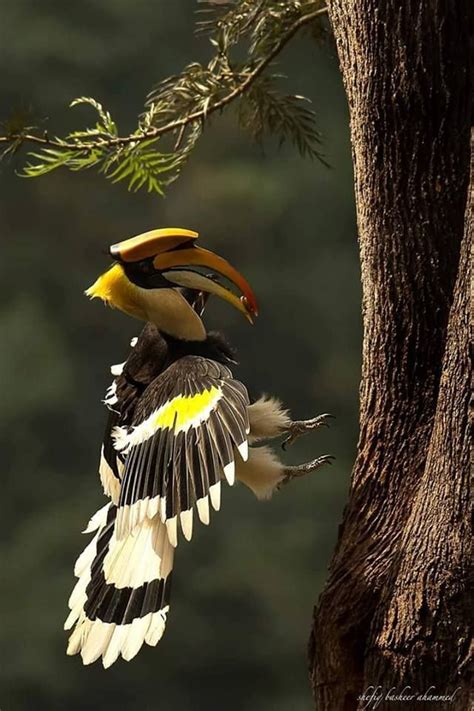 オオサイチョウ 大犀鳥 Great Hornbill Great Indian Hornbill Great Pied