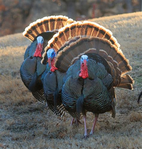 The Wild Turkey May Be Americas Greatest Wildlife Conservation Success