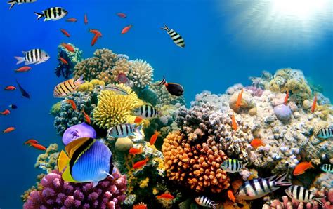 Vacations Reefs For Scuba Diving Or Snorkelling Where There Is