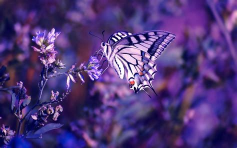 Nature Flowers Butterfly Insects Purple Wallpapers Hd