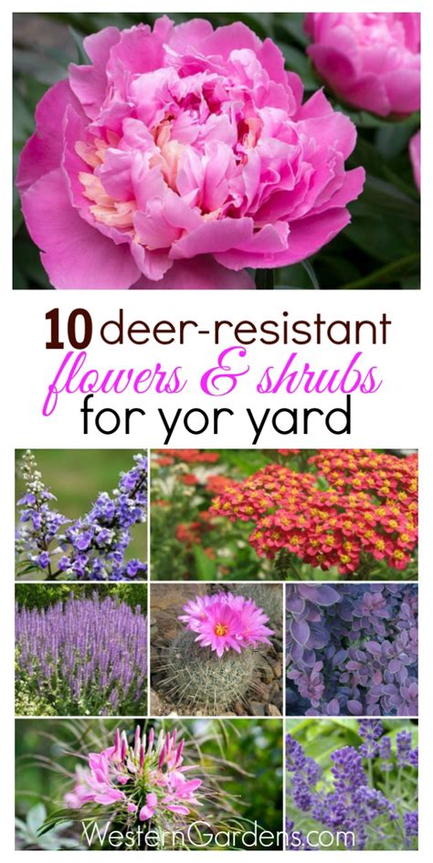 Deer proof gardens don't have to be boring, but they do take planning. 10 Deer-Resistant Plants - Western Garden Centers