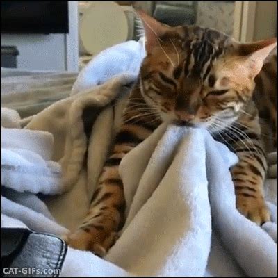 Large collection of the best lustig gifs. Top 3: Kuschel-Katzen