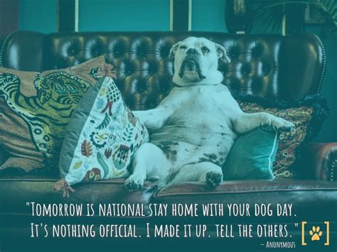 Tomorrow Is National Dog Days Tomorrow Dogs