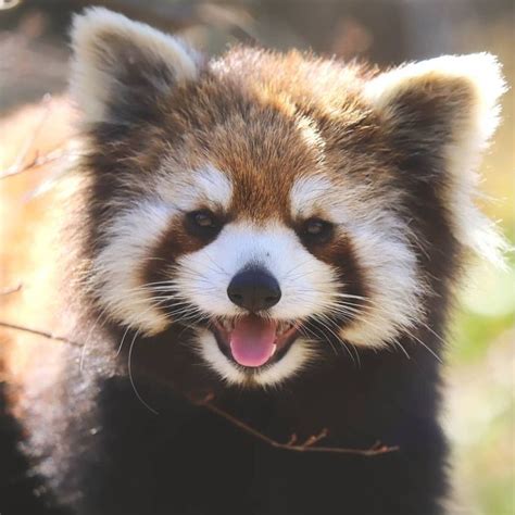 Please Follow Iloveredpandas So Happy To See You Redpanda Panda