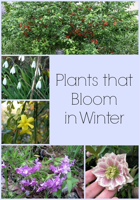 Winter Flowers Plant Garden Plant