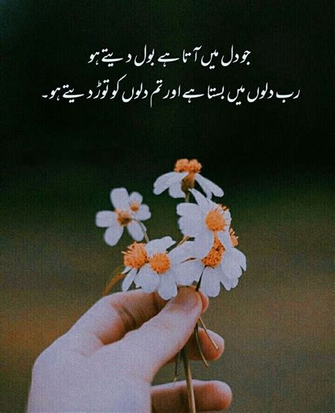 Urdu Poetry Agree Dandelion Reality Flowers Plants Dandelions