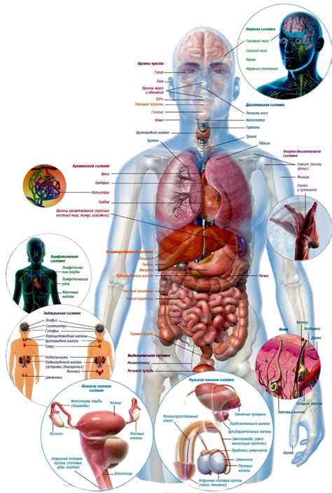 Строение человека (внутренние органы): фото с надписями