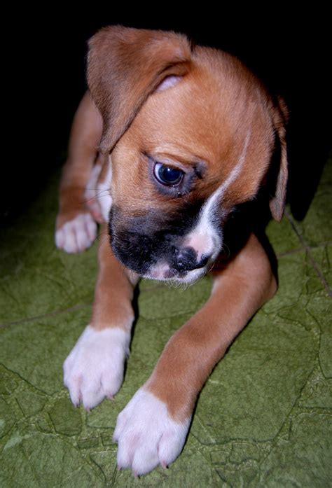 Cute Boxer Puppy By Stock By Kai On Deviantart