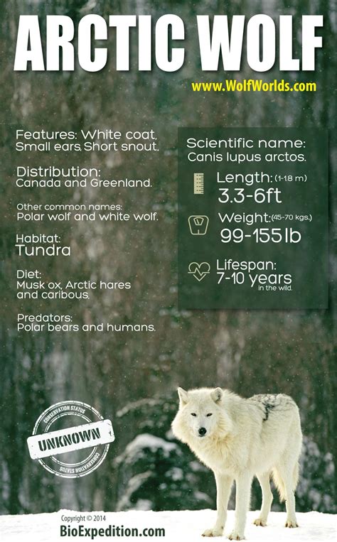 Arctic Wolf Infographic Wolf Facts And Information
