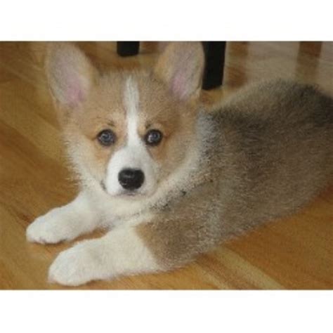 To furnish guidelines for breeders who wish to the cardigan is one of two welsh corgi breeds, the other being the pembroke. Vaccarellacorgis, Pembroke Welsh Corgi Breeder in ...