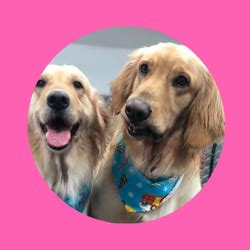 Cageless daycare and boarding facility providing grooming and recent dog grooming reviews in miami. Dog groomer Weston FL | Dog Grooming Weston FL