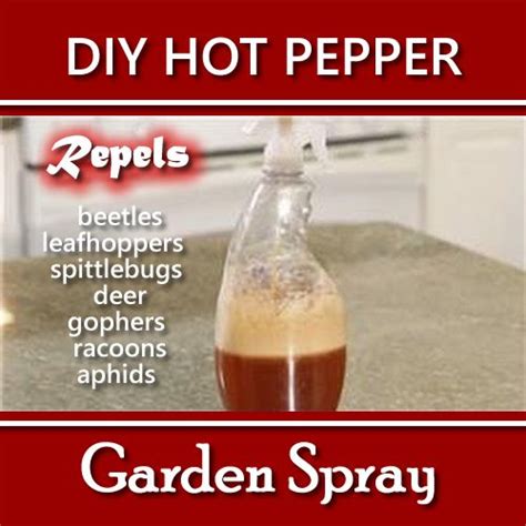 Diy Hot Pepper Garden Spray Homemade Bug Spray Stuffed Hot Peppers