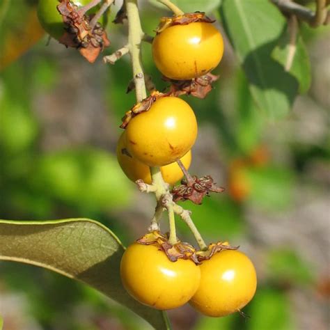 Nance Fruit Yellow Live Plant Byrsonima Crassifolia Seed2plant