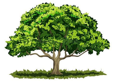 Oak Tree Images Clip Art Oak Tree Clip Art Images 10 Free Cliparts