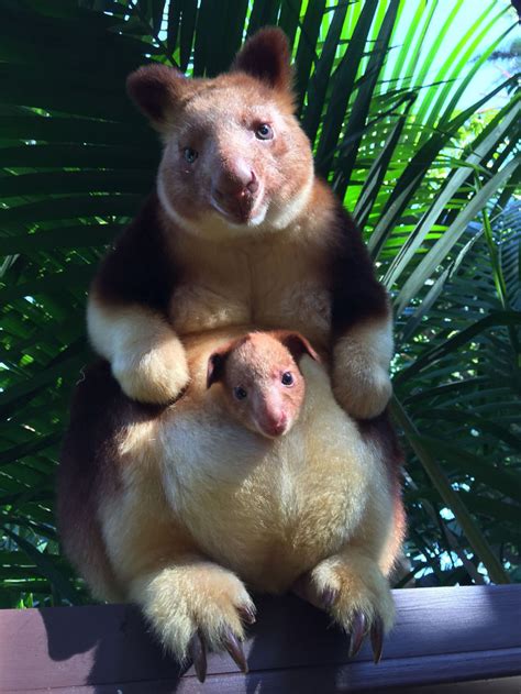 10 Rare Animal Babies Youve Probably Never Seen Before Bored Panda