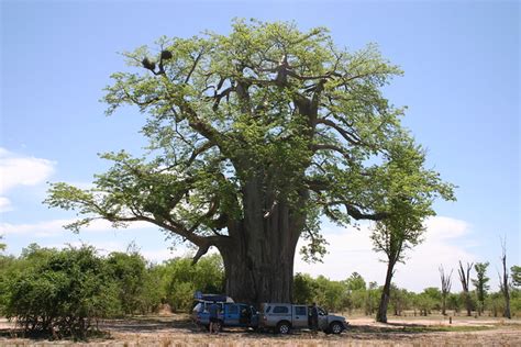 Listen To The Trees Top Iconic African Trees