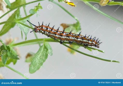 Variegated Fritillary Butterfly Caterpillar Stock Photo Image Of