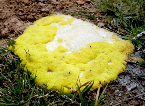 Yellow slime mold on grass. File:Yellow slime mold.jpg - Wikimedia Commons