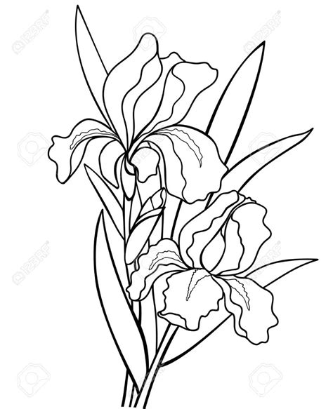 Irises Flowers With Leaves Botanical Illustration Line Drawing For