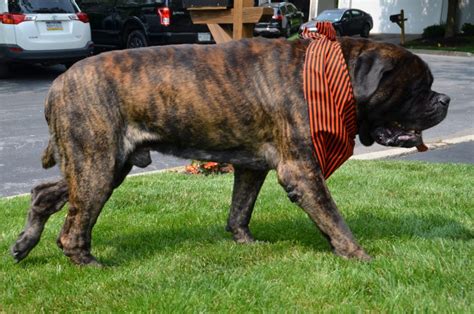 16 Things You Should Know About The English Mastiff Your Dog Advisor