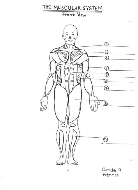 Muscular System For Coloring Pinterest Anatomy Body Diagram