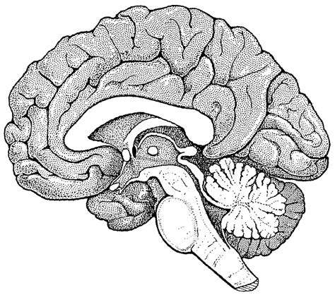 Sagittal Brain Slice Diagram Quizlet