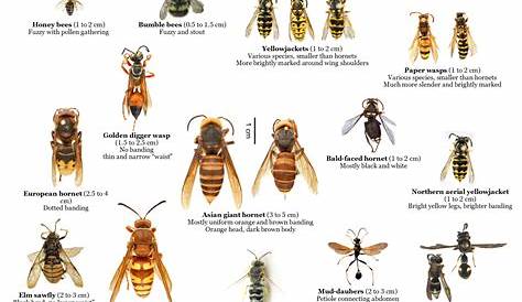 Understanding Wasps and Hornets - Mayne Island Conservancy
