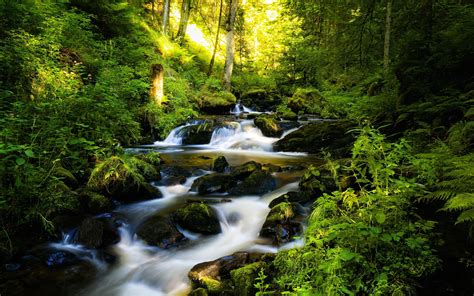 River And Green Forest Hd Wallpaper Background Image 2560x1600