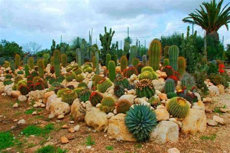 Learn how to plant a dish garden with small cacti for a big effect, from hgtv. Cactus Gardens - 47 amazing ideas on how to make one in ...