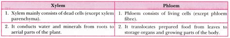 Difference Between Xylem And Phloem Major Differences