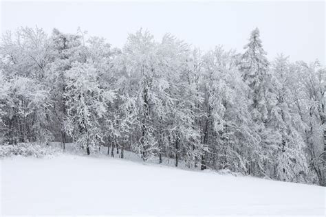 Free Images Landscape Tree Nature Forest Branch Cold Wood